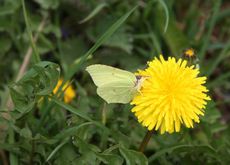 Wiese-Schmetterling-108.jpg